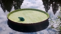 Lily Pad Frog